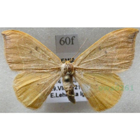 Watsonalla binaria (Hufnagel, 1767) female Wycinka dwojaczka Czech60f